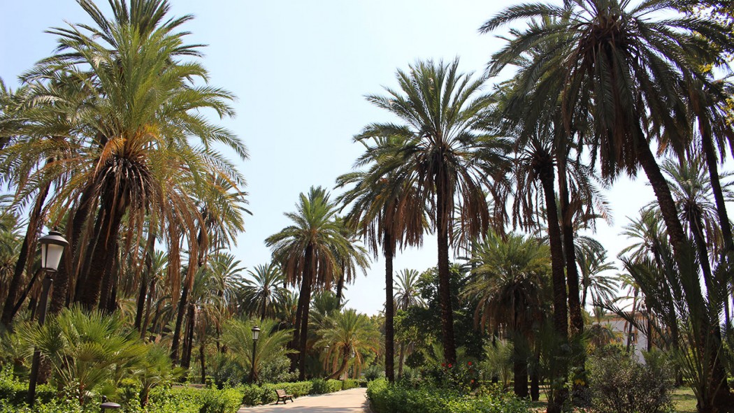 Des palmiers en Sicile