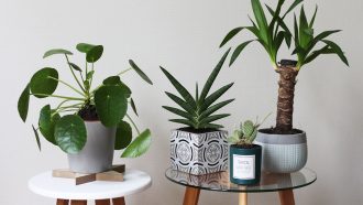 plantes d'intérieur