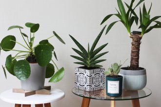 plantes d'intérieur